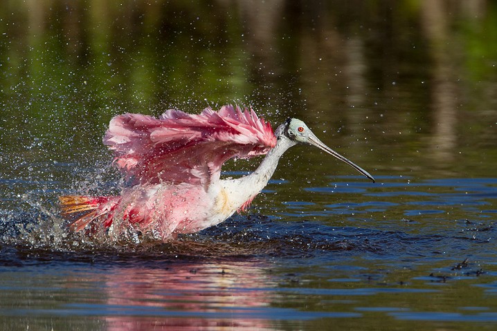 Rosalffler Ajaia ajaja Roseate Spoonbill